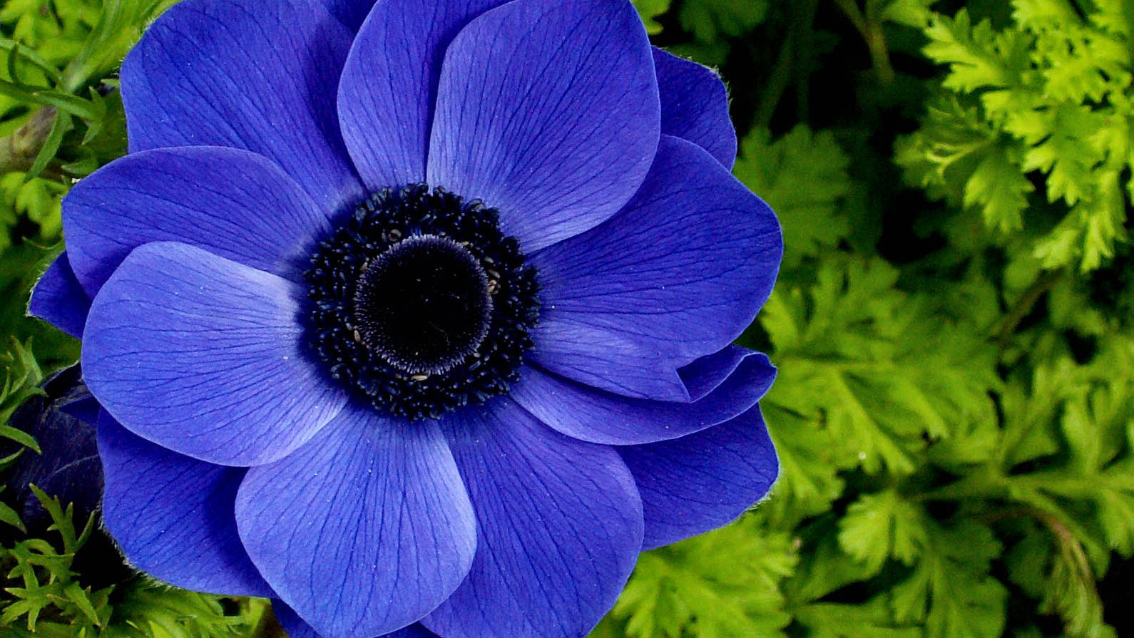 Цветок с голубой серединкой